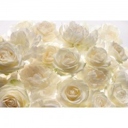 Фототапет SHALIMAR