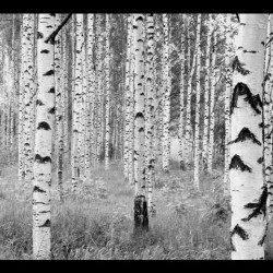 Фототапет WOODS