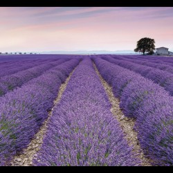 Фототапет PROVENCE