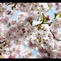 Фототапет SPRING