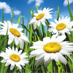 Фототапет Prestige 14