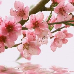 Фототапет Prestige 25