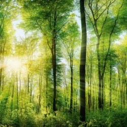 Фототапет Prestige 26