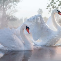 Фототапет Prestige 27