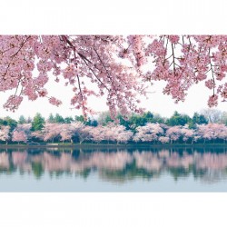 Фототапет Prestige 8