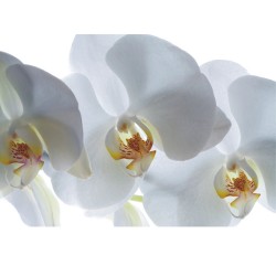 Фототапет бяла орхидея