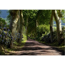 Фототапет Алея