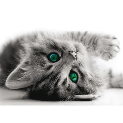 Фототапет Котка