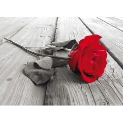 Фототапет Червена роза