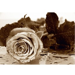 Фототапет Черно/бяла роза