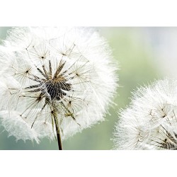 3D Фототапет глухарче