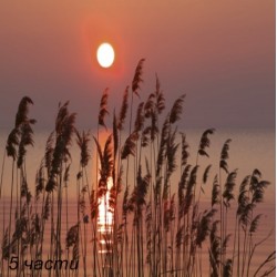 фототапет reed on the lake