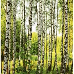 фототапет birch forest