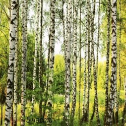 фототапет birch forest
