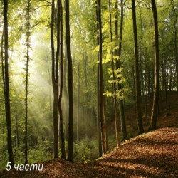 фототапет forest