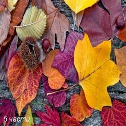 фототапет autumn leaves