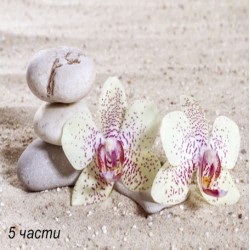 фототапет zen balance