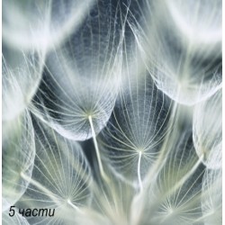 фототапет dandelion marco