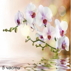 фототапет white orchid