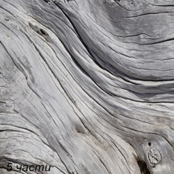 фототапет tree texture