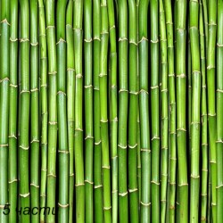 фототапет bamboo