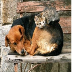 Фототапет cat and dog Фототапет cat and dog