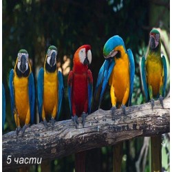 Фототапет colourful macaw Фототапет colourful macaw