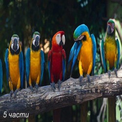 Фототапет colourful macaw