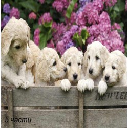 фототапет labrador puppies
