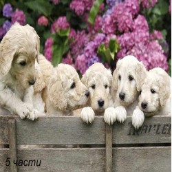 фототапет labrador puppies