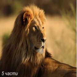 фототапет lion