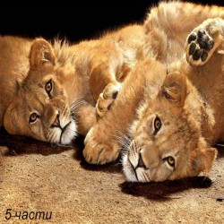 фототапет young lions