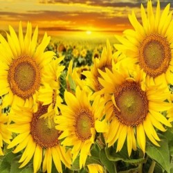 Фототапет Prestige 66