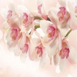 Фототапет Prestige 67