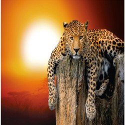 Фототапет Prestige 76