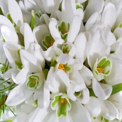 Фототапет Prestige 79