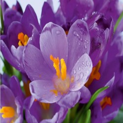 Фототапет Prestige 80