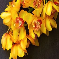 Фототапет Prestige 82