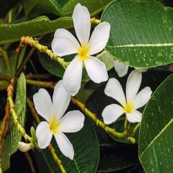 Фототапет Prestige 84