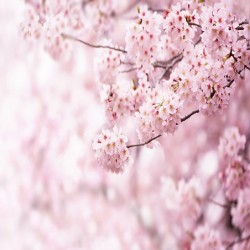 Фототапет Стандарт Флис Сакура