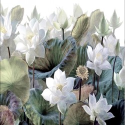 Фототапет Премиум Лилии