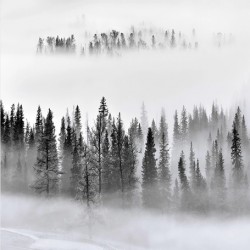 Фототапет Премиум Мъглива борова гора