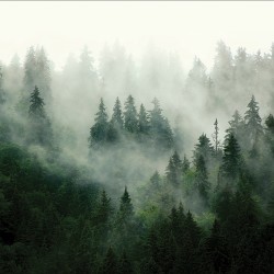 Фототапет Премиум Елхова магия