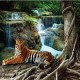 Фототапет Премиум Тигър