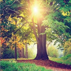 Фототапет Премиум Гора