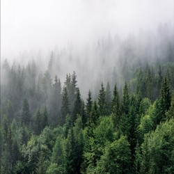 Фототапет Премиум Борова гора