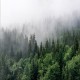 Фототапет Премиум Борова гора