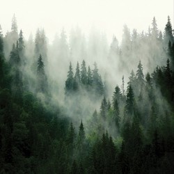 Фототапет Премиум Елхова магия