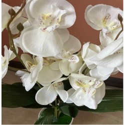 Декоративно Растение