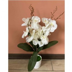 Декоративно Растение